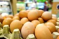 印尼鸡肉价格崩盘 政府却将目标对准鸡蛋