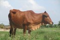 Trà Vinh tận dụng lợi thế phát triển chăn nuôi bò