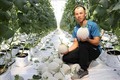 Mô hình trồng dưa lưới Nhật Bản theo công nghệ cao của anh Trương Quang Bôn