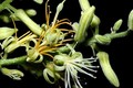 Trung Quốc phát hiện loài thực vật mới