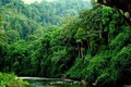 总面积近27万公顷的越南森林荣获国际认证证书