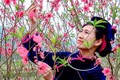 Lễ hội hoa Đào Xứ Lạng Xuân Canh Tý năm 2020: Tinh hoa hội tụ, lan tỏa sắc xuân