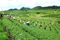  北江省致力于提高文村茶叶品牌的知名度