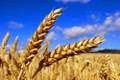 Hạt lúa mì nhiều tính năng