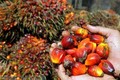 印度降低对来自东盟国家的棕榈油进口税