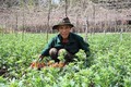 Tăng thu nhập từ trồng hoa tết ở Bình Phước