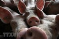 非洲猪瘟疫情继续在印尼迅速蔓延