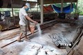 Hơn 60 tỷ đồng hỗ trợ hộ chăn nuôi bị thiệt hại do dịch tả lợn châu Phi ở Cao Bằng