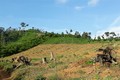 Đắk Lắk phát hiện, xử lý nhiều vụ phá rừng dịp Tết Canh Tý