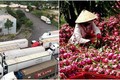 越南农产品对中国进行边贸出口受阻 工贸部建议采用正贸对中国进行出口