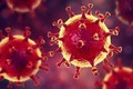 Phát hiện chủng virus mới có nguồn gốc amip