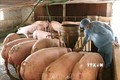 Tạo điều kiện cho các trang trại lợn đủ điều kiện được tái đàn