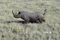 Vi khuẩn kháng thuốc đe dọa sự sống của loài tê giác châu Phi