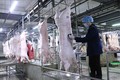 Khuyến nghị các doanh nghiệp chăn nuôi giảm giá lợn xuống dưới 75.000 đồng/kg