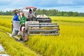 Mô hình canh tác lúa thông minh cho hiệu quả kinh tế cao của nông dân xã Lình Huỳnh