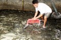 Trà Vinh khuyến cáo các hộ nuôi cá lóc tạm ngưng thả giống do hạn, mặn
