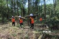 Mở hướng thoát nghèo nhờ trồng rừng gỗ lớn ở Bắc Trà My