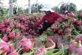 2020年1月越南蔬果出口额猛降20.6%