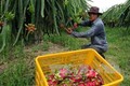 Việt Nam xuất khẩu 5 tấn thanh long ruột đỏ sang Australia