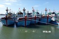 Ninh Thuận xây dựng nghề cá phát triển bền vững