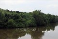 Phục hồi và phát triển rừng ngập mặn Nam Trung Bộ