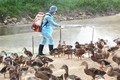 越南10个省市出现禽流感