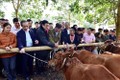 Trao tặng bò giống hỗ trợ hộ nghèo, gia đình chính sách tại tỉnh Tuyên Quang