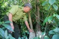 Phú Yên tái sinh rừng ở các tiểu khu từng bị tàn phá