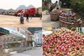 新型冠状病毒感染肺炎疫情：越南农产品销售方案