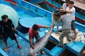 2019年越南金枪鱼出口额增长10.2%