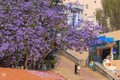 大叻市街头蓝花楹盛开 景色迷人成为一道美丽风景