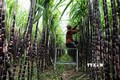 政府总理要求为越南甘蔗制糖业化解困难