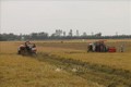 Liên kết sản xuất lúa theo mô hình cánh đồng lớn cho hiệu quả cao ở Tiền Giang