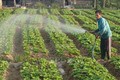 Chuyển đổi cây trồng thích nghi với thời tiết ở Trà Vinh