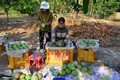越南庆和省甘林县芒果恢复出口活动