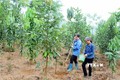 Phát triển cây quế trên vùng đất chiến khu Định Hóa 