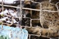 世界自然基金会亚太地区呼吁终止贩卖和销售野生动物