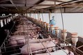 Dịch COVID-19: Giảm giá thịt lợn ở mức hợp lý, xử lý nghiêm việc "găm hàng"