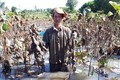 Hiệu quả cao từ mô hình trồng sen lấy củ của chị Nguyễn Thị Thanh Vân