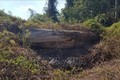 Mất rừng, mất tiền, hàng ngàn mét khối gỗ để mục nát ở Bình Phước