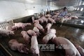 Giải pháp tái đàn lợn bền vững