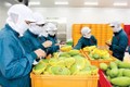 2020年第一季度越南蔬果出口额达到8.36亿美元