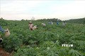 Cải tạo vườn tạp giúp nông dân huyện miền núi Như Xuân tăng thu nhập