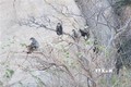 大量珍贵叶猴在宁顺省海岸森林出现