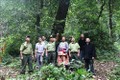 Yên Bái xử lý nghiêm tình trạng xâm lấn đất rừng tự nhiên để trồng quế