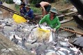 越南水产品对中国出口恢复增长