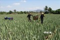 Nha đam Ninh Thuận bán chạy giữa mùa nắng nóng