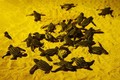 泰国发现11个稀有棱皮龟巢