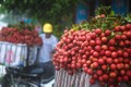 越南积极为首批新鲜荔枝出口到日本市场做出准备