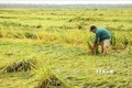 Phát hiện sớm, phòng trừ sâu bệnh gây hại lúa Đông Xuân